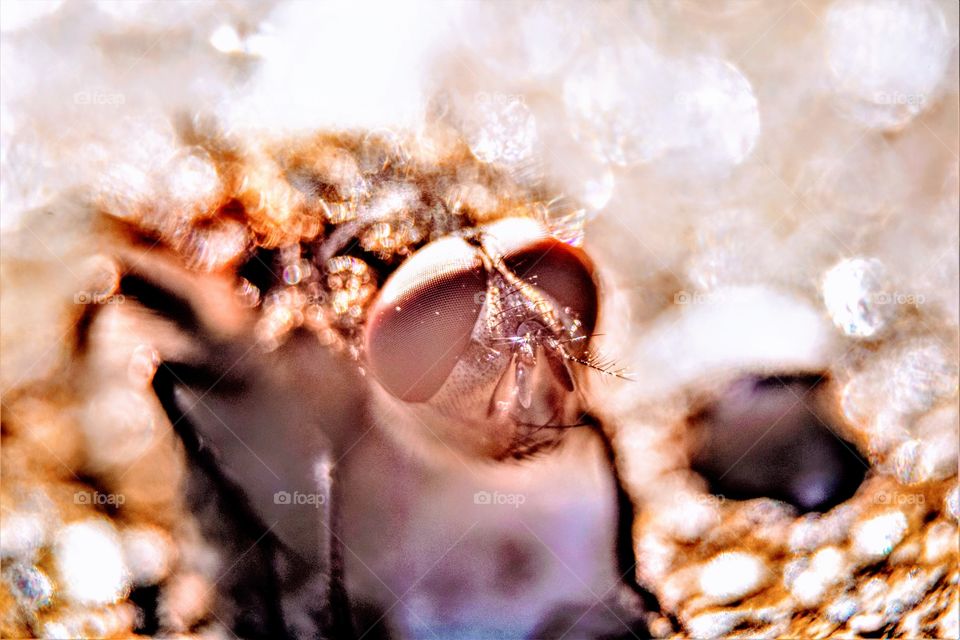 close up macro picture from a fly sitting in the sun with big eyes which look like cool sunglasses and bokeh background