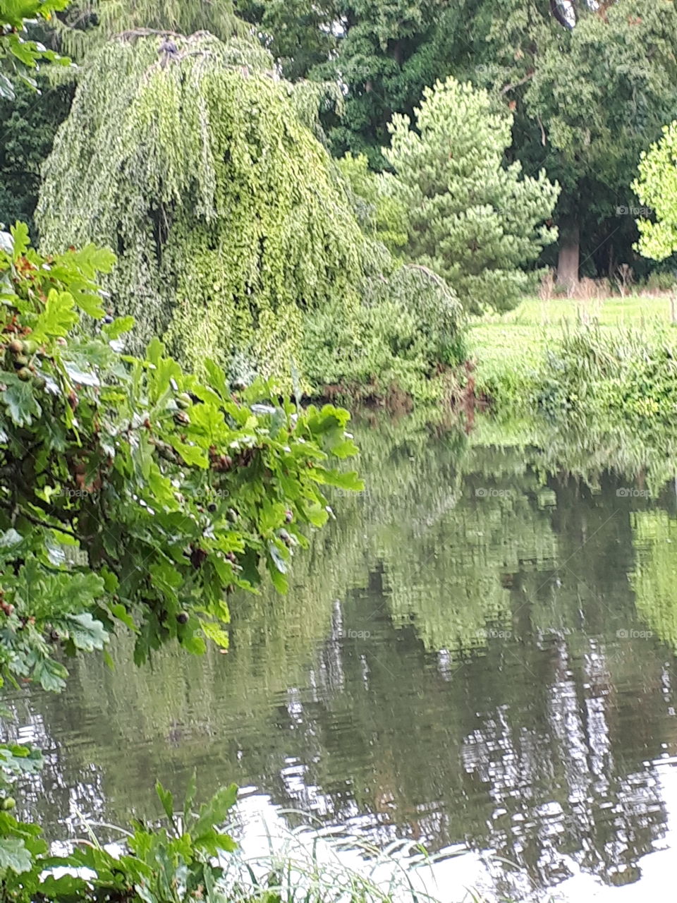 Green Reflections