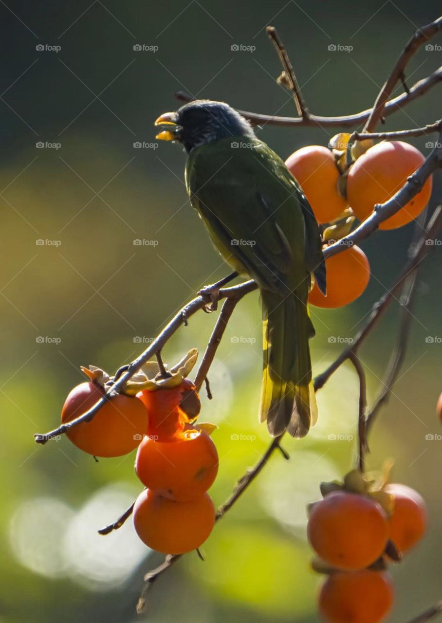 Look at fall leaves, fall has passed the season, winter does not know when the snow come 