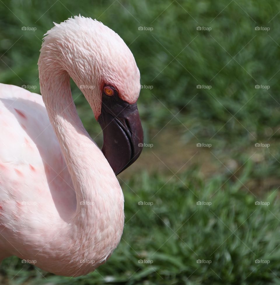 Pink flamingo