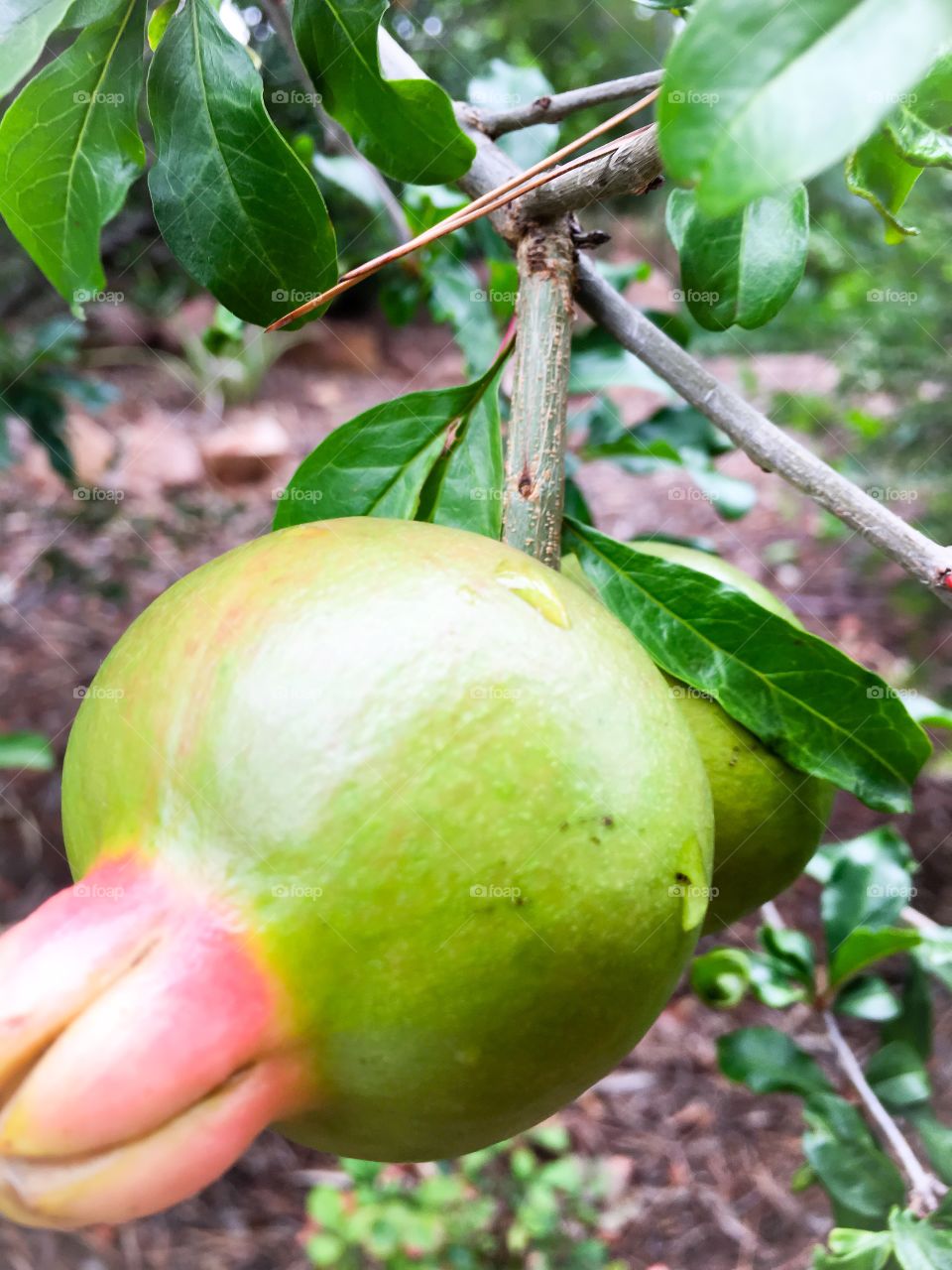 Pomegranate fruit on tree closeup