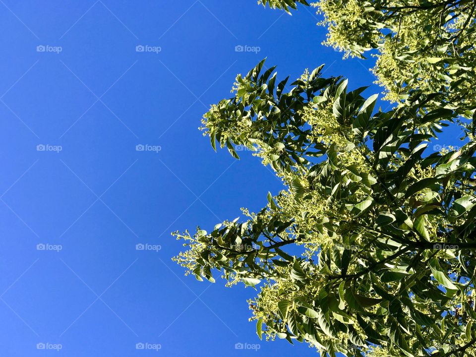 Céu azul com abacateiro