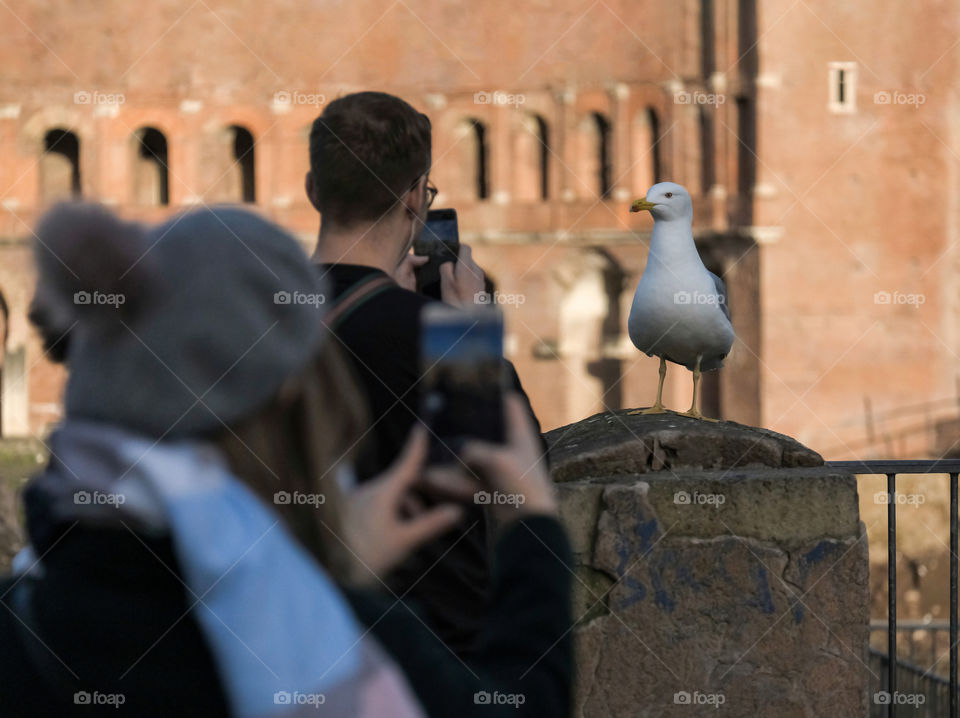 Posing bird