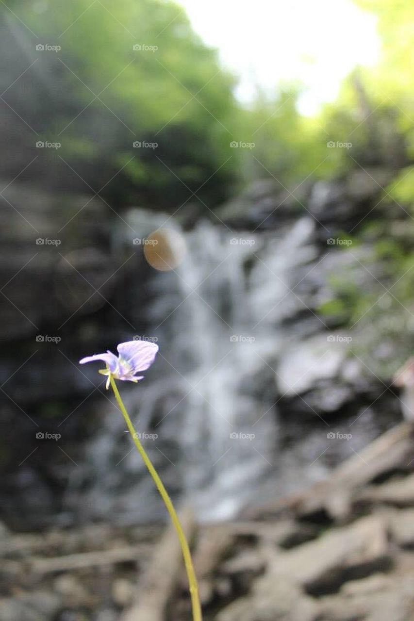 Lone Violet Waterfall