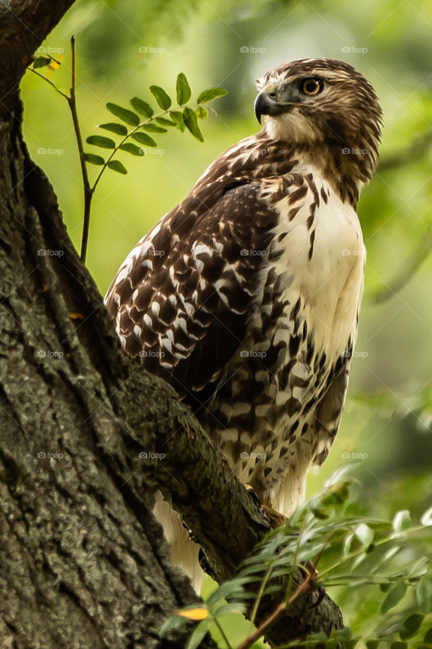 Red-tailed hawk