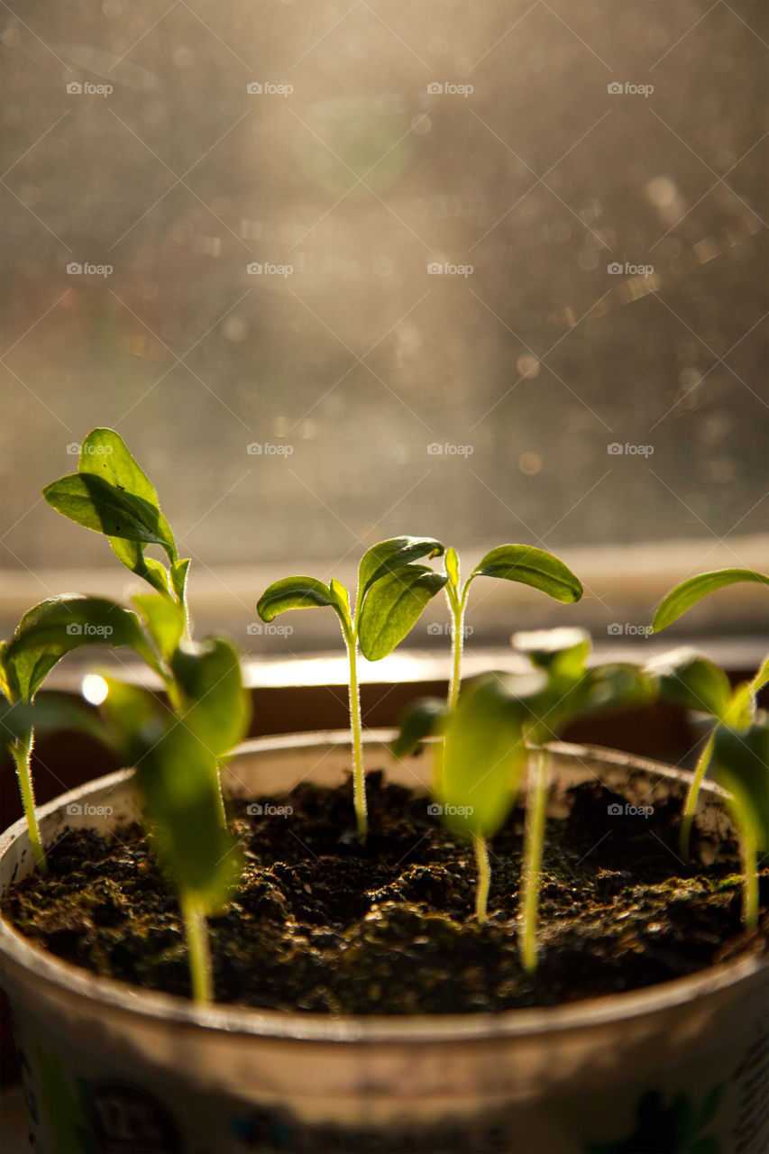 Close-up of plant