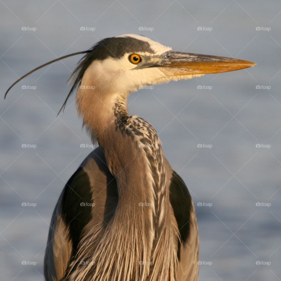 Great Blue Heron  posing