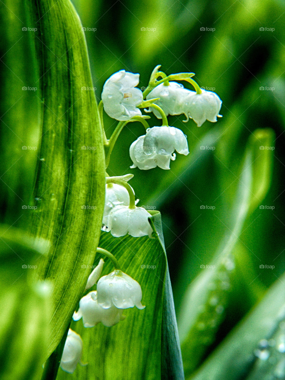 lilly of the valley