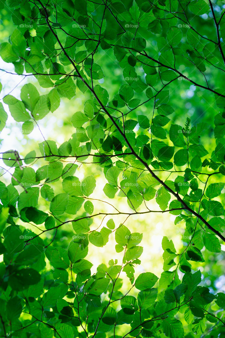Green leaves backlighted by the sun. Spring fresh foliage