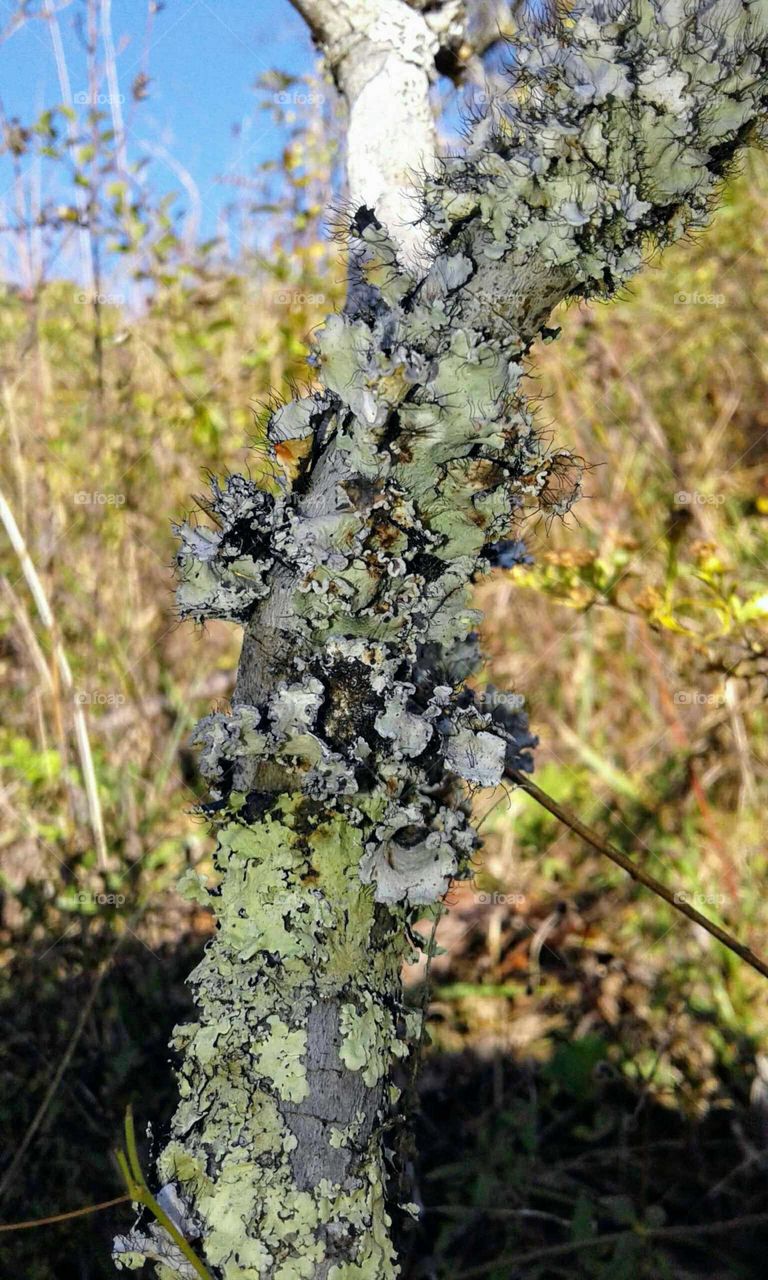 Lichen