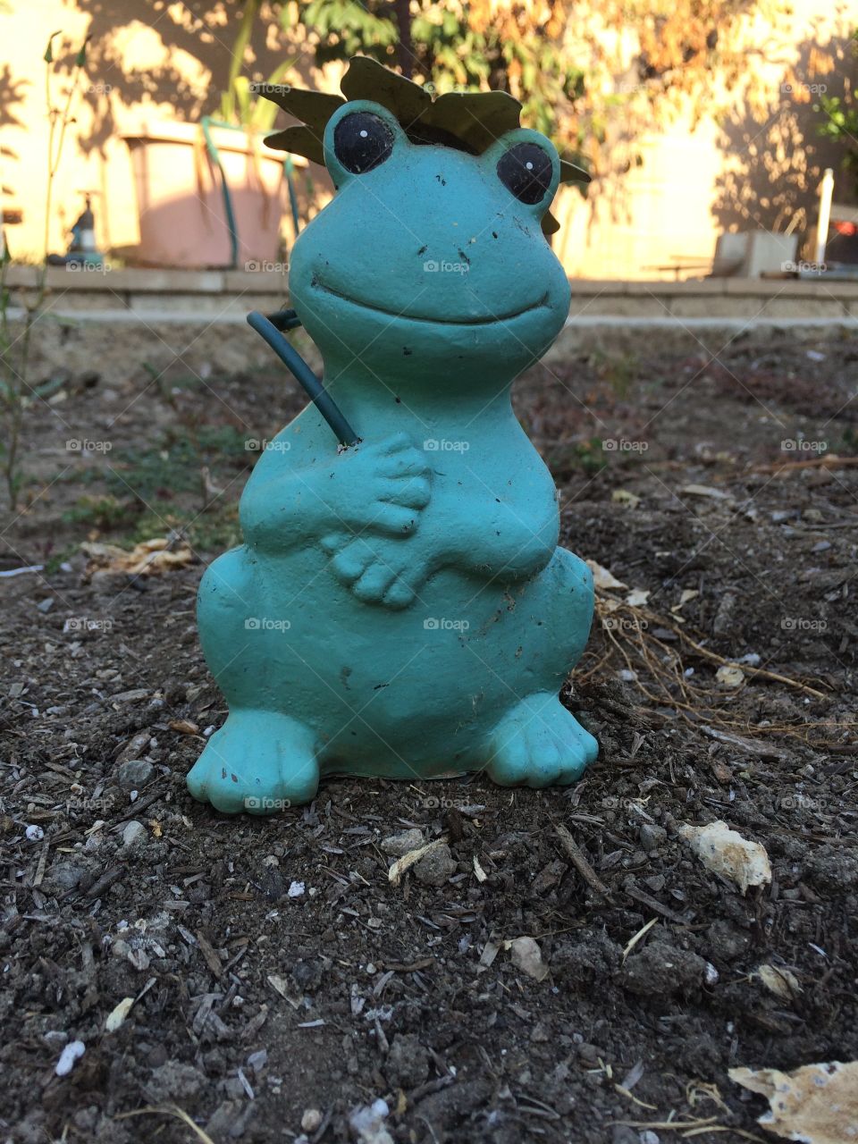 A frog,,. Being cute in my garden 