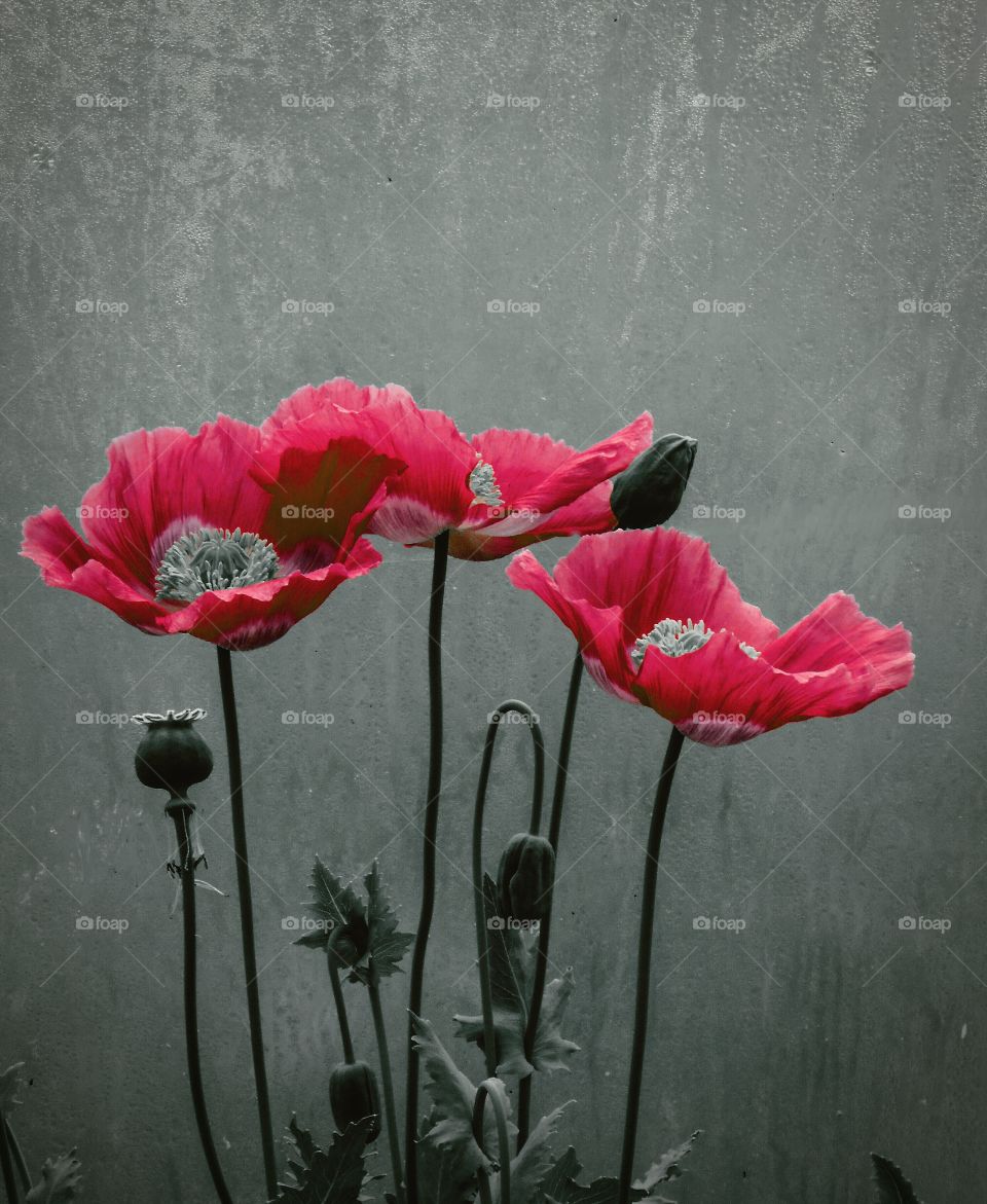 Red Poppies with raindrops on grey background