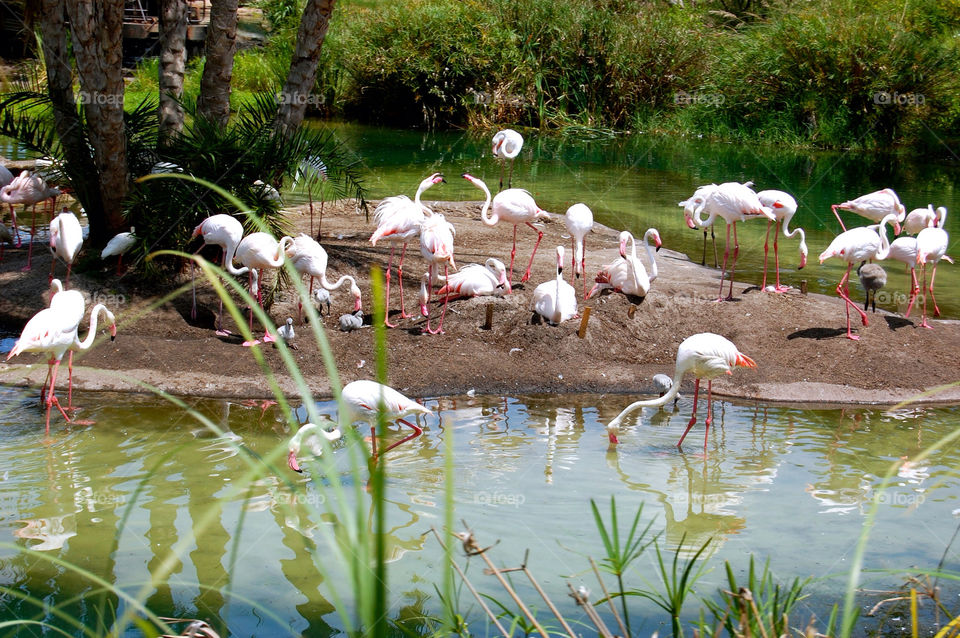 pond animal animals flamingo by refocusphoto