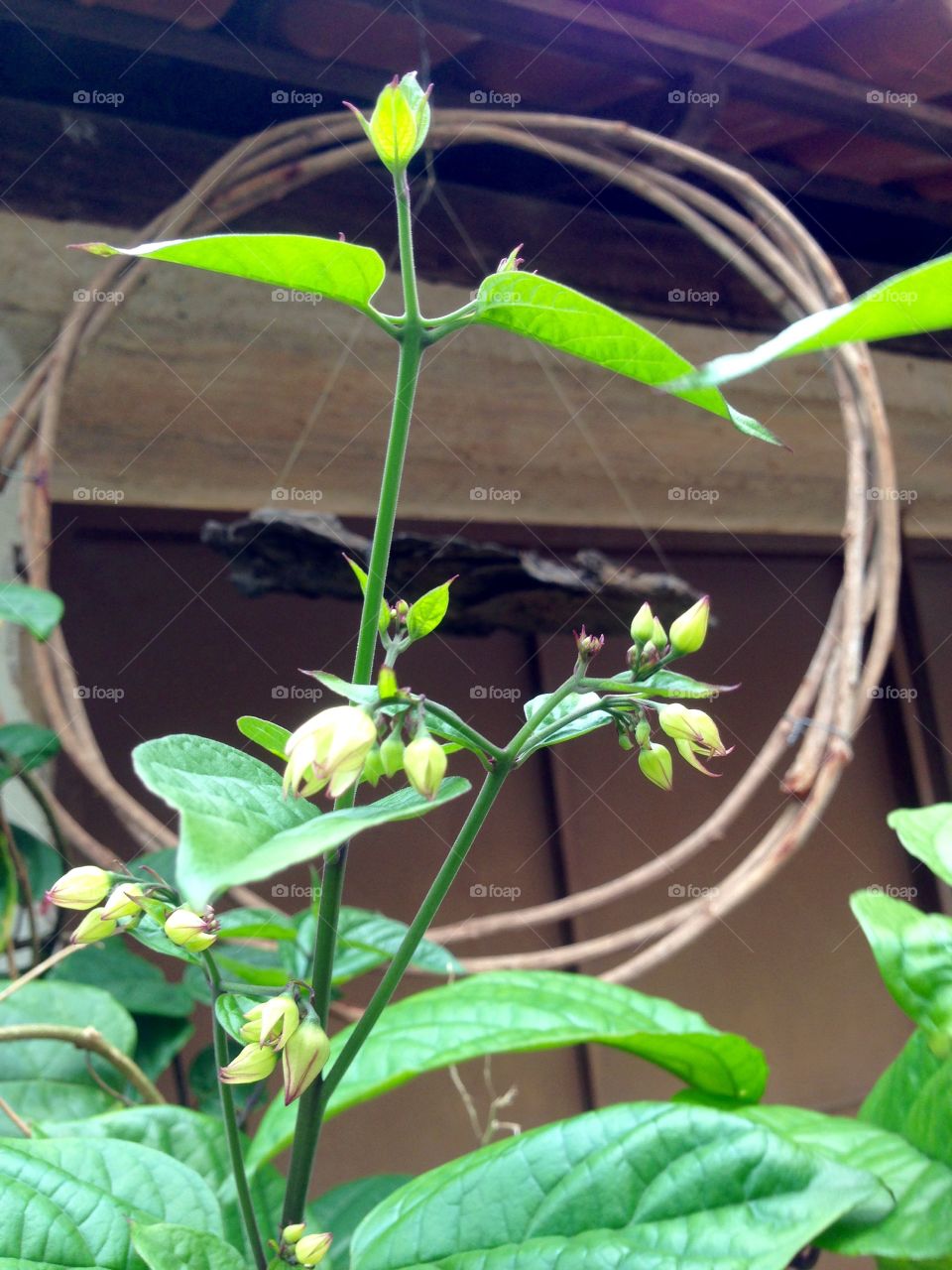 Bringing out to life