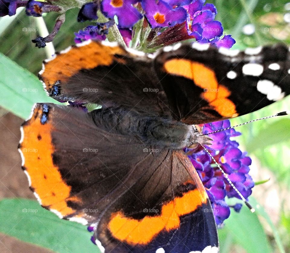 Butterfly. A beauty.
