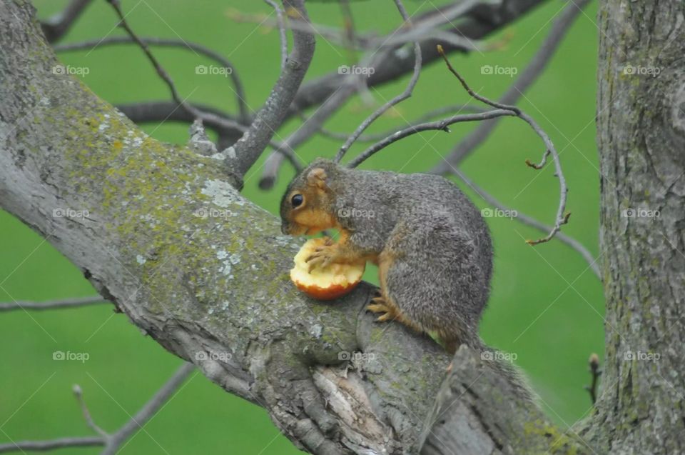 Squirrel with apple in tree
