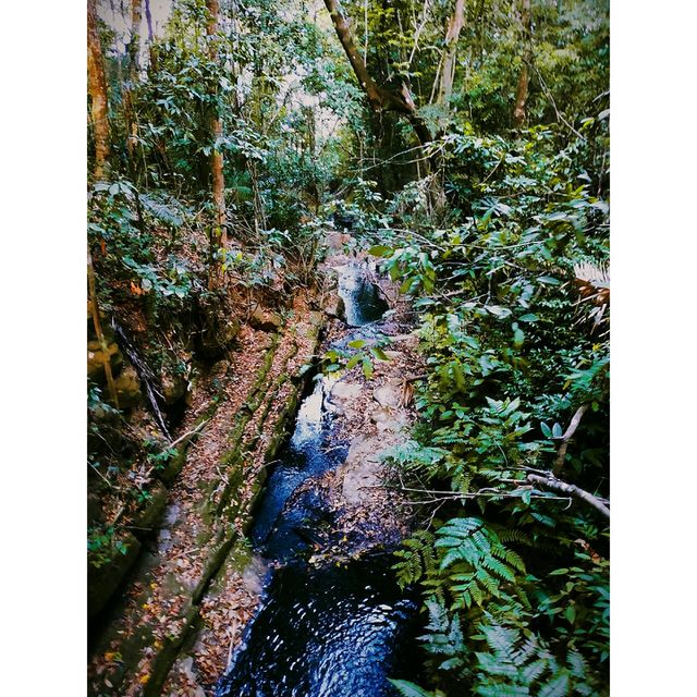 Floresta