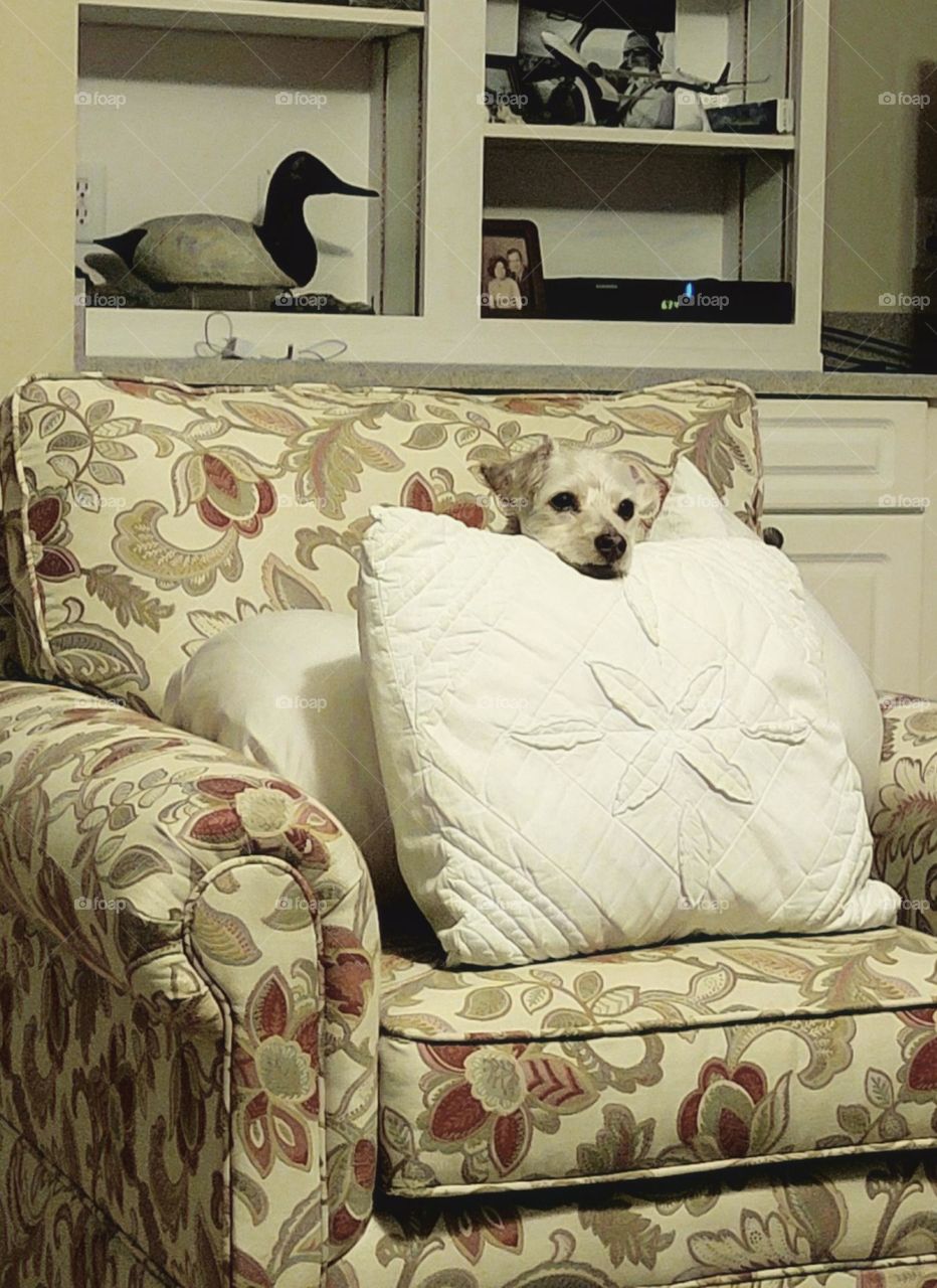 peek a boo! dog looking out from behind pillow