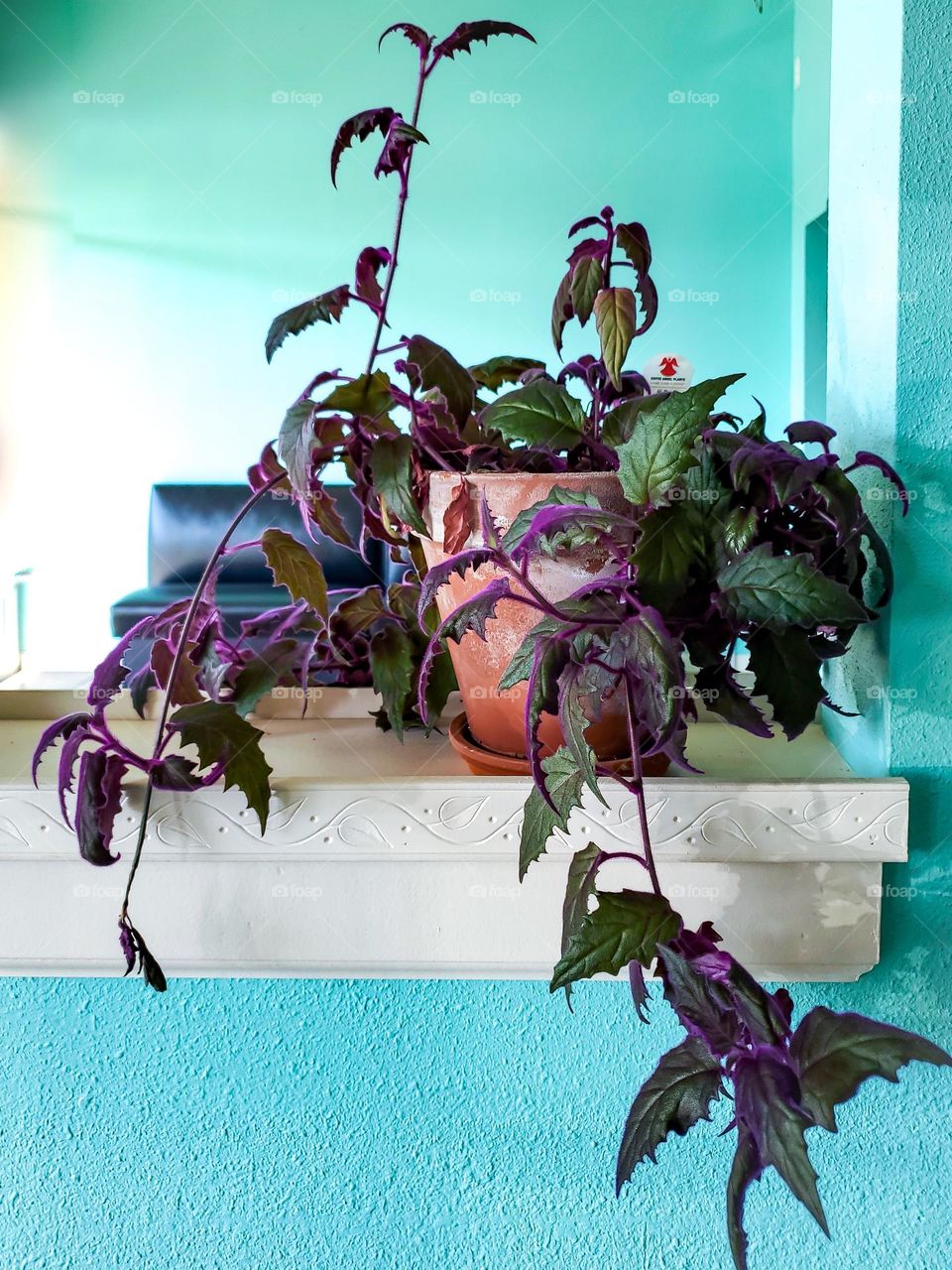 Purple and green tropical plant in a terracotta pot indoors.