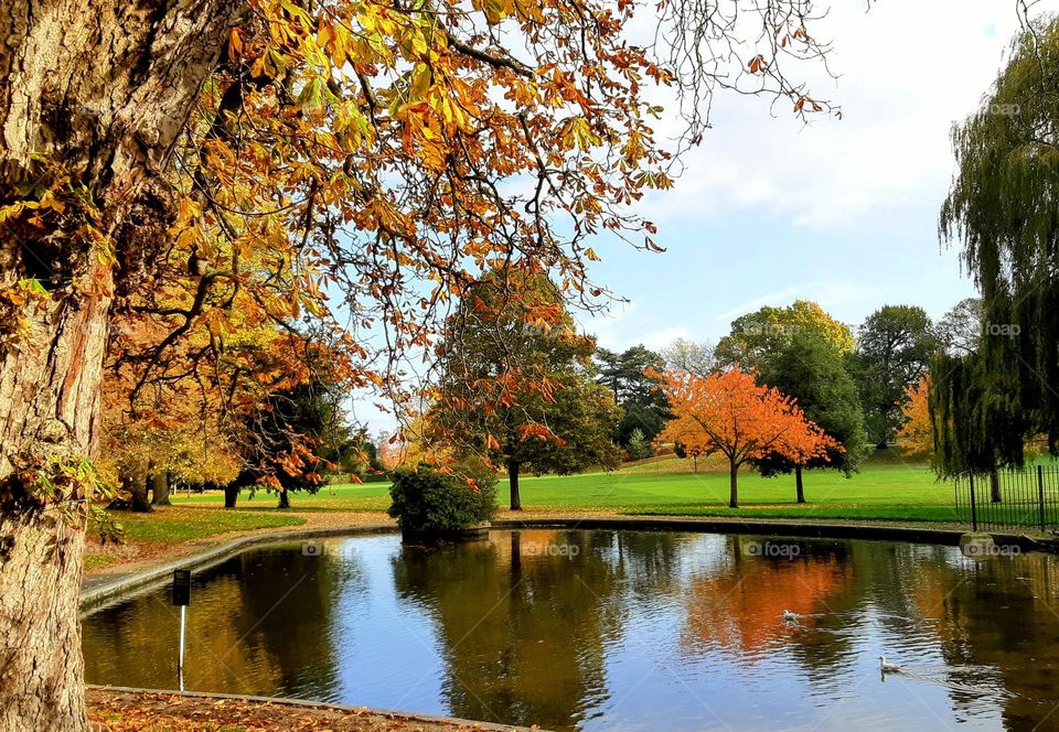 Bright autumn colours in a park reflected in a small lake with bright green lawns