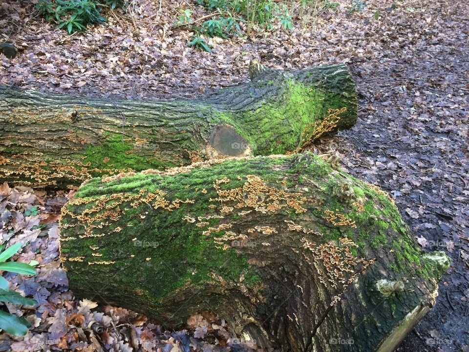 Fungus on old tree trunk