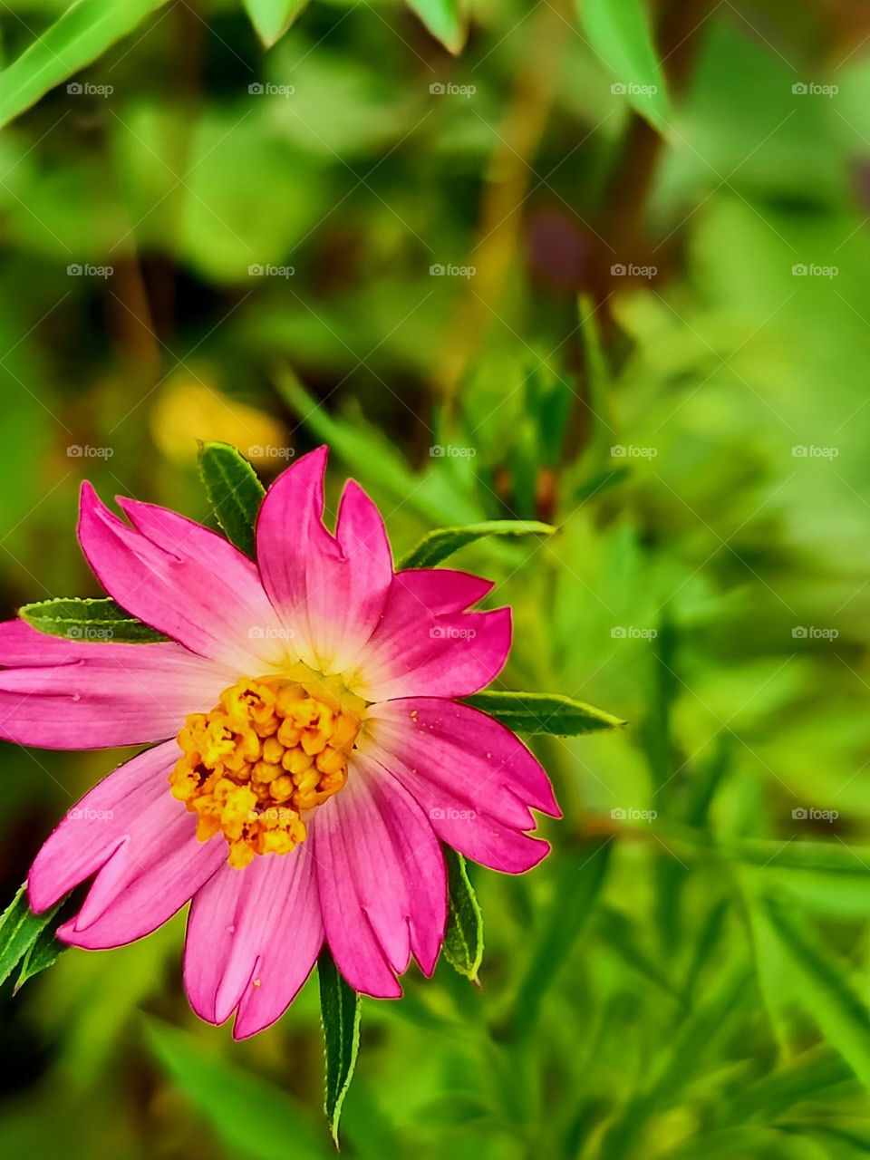 Ulam Raja (Cosmos Caudatus).