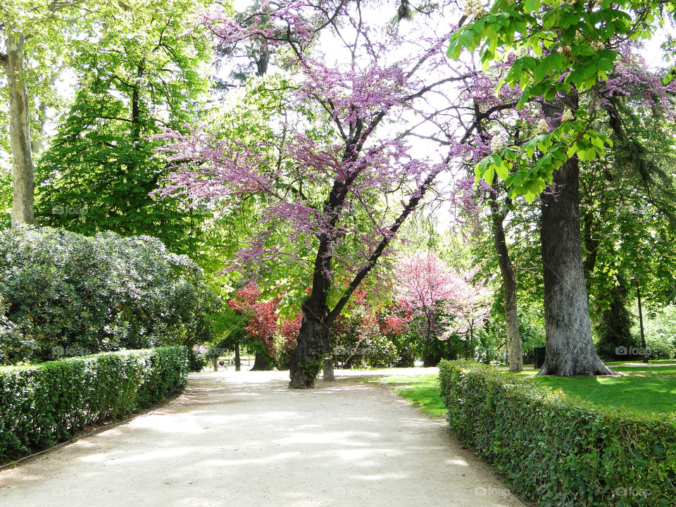 Park, path of trees 