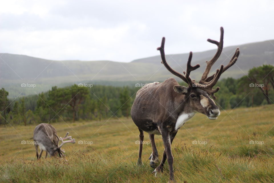 Cairngorms, Scotland 