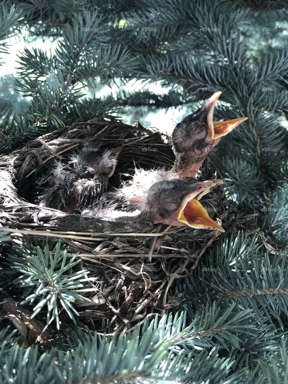 Baby robins 