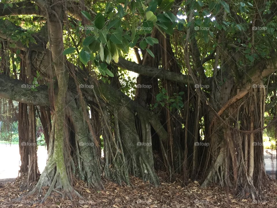 Banyan Tree in the Florida Keys