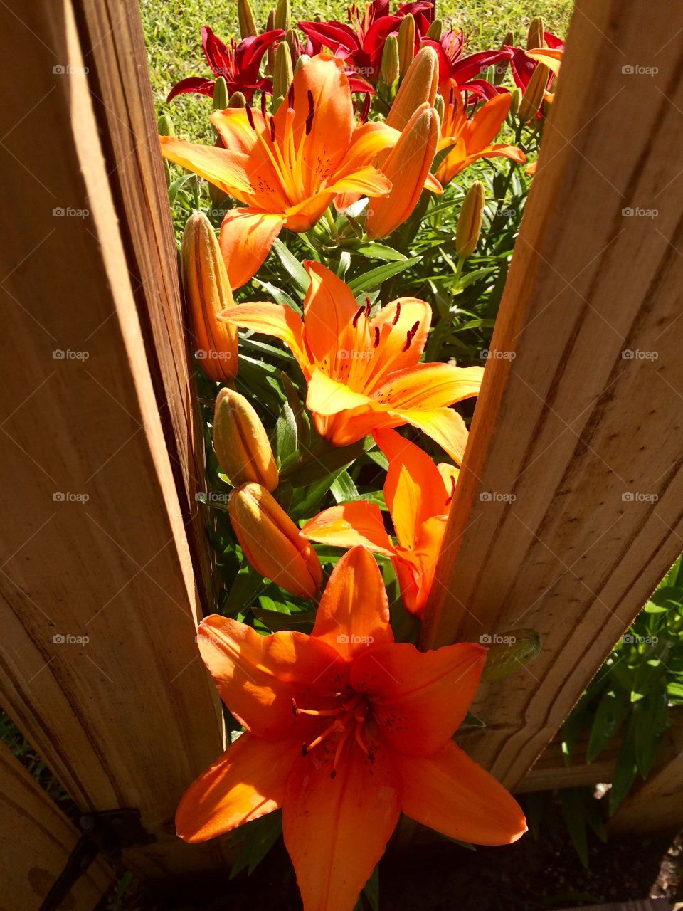 Flower, No Person, Nature, Leaf, Flora