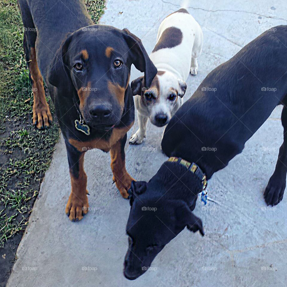 dog party. Angus  (doberman/lab mix .. bff) Daisy (jack russell mix - age 7 & Ricky (tripod lab)