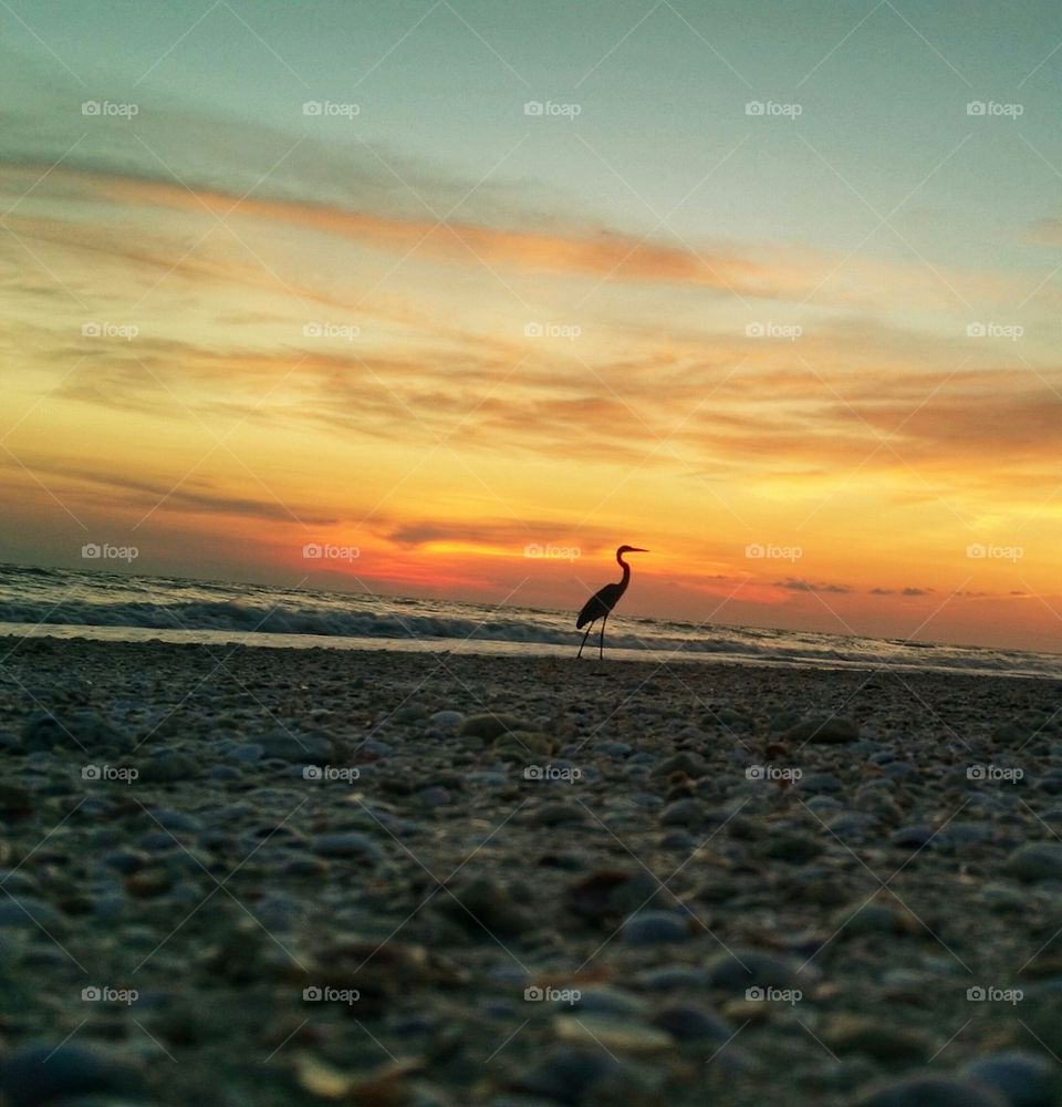 blue Herron silluette