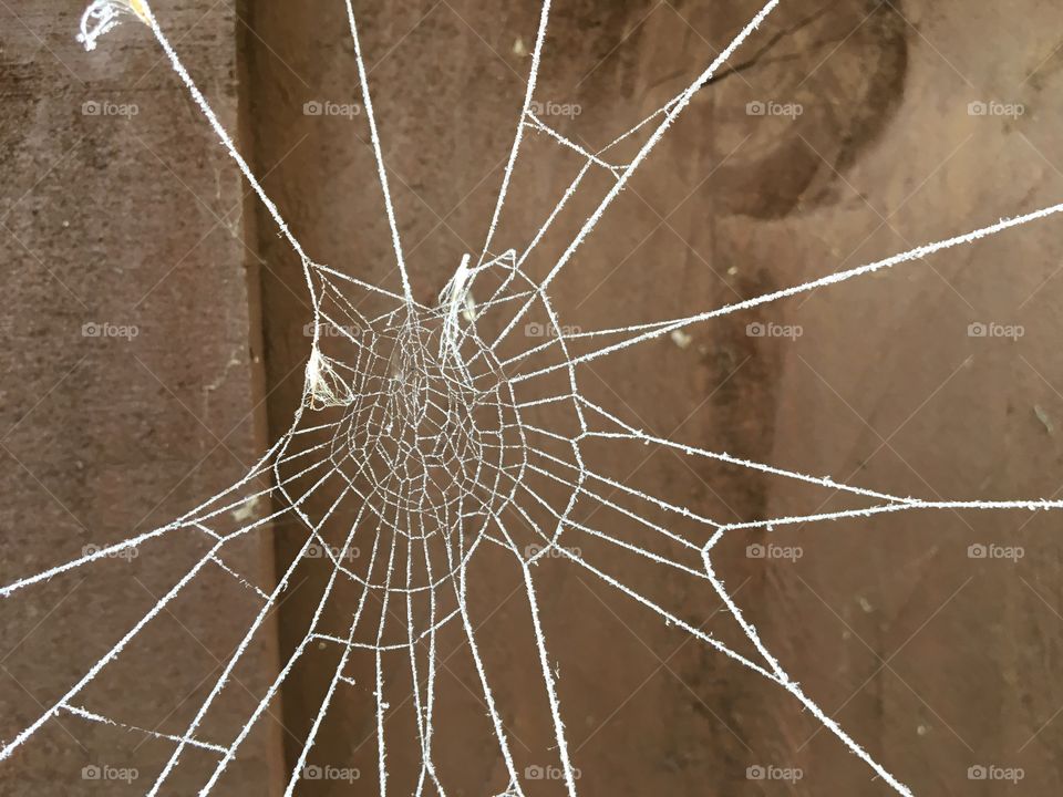Iced spiders web1