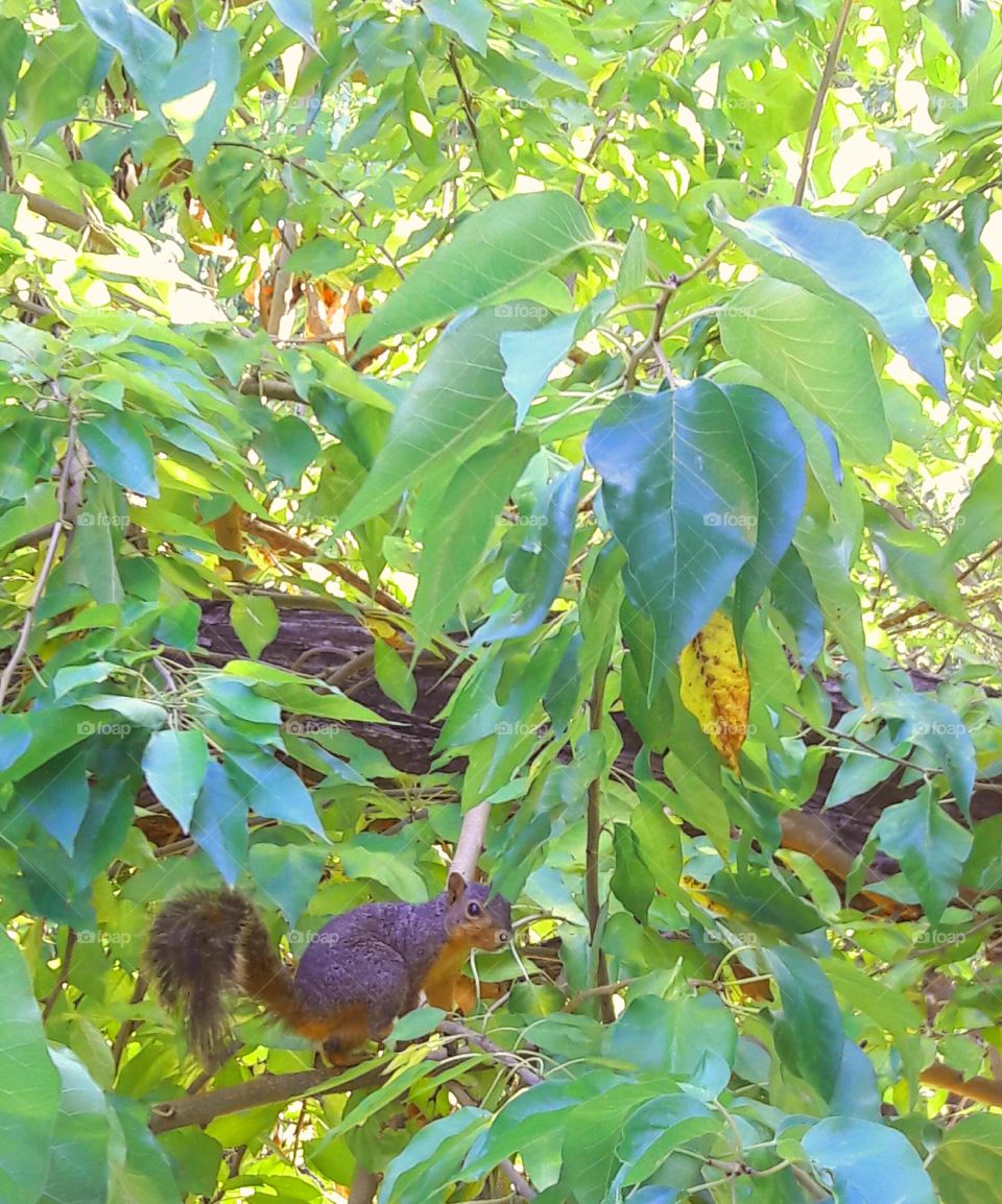 Squirrel in the Tree