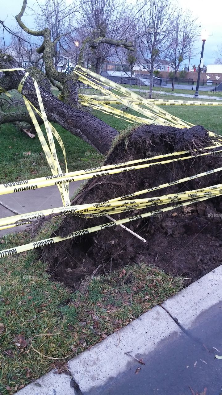 storm fallen tree caution by mark.saeden