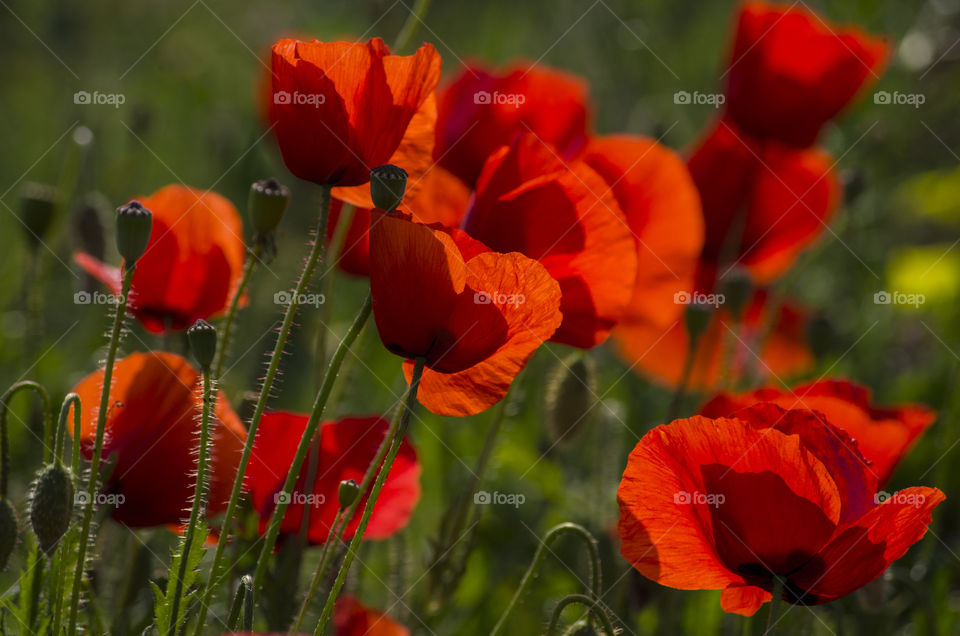 poppies glorious poppies