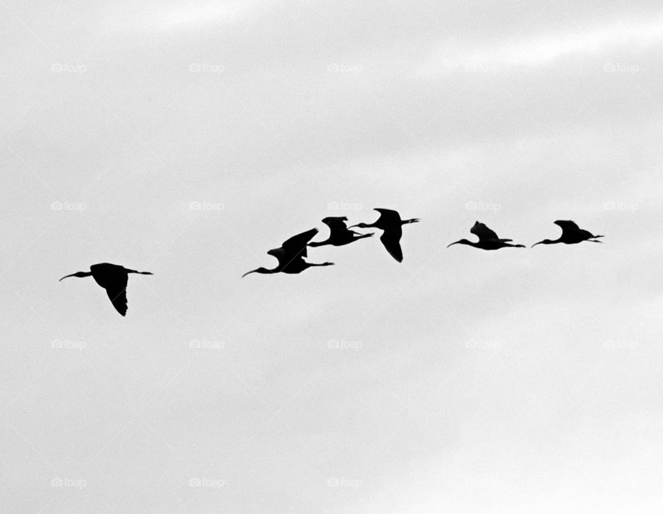 Bird photography - BW style - Sky