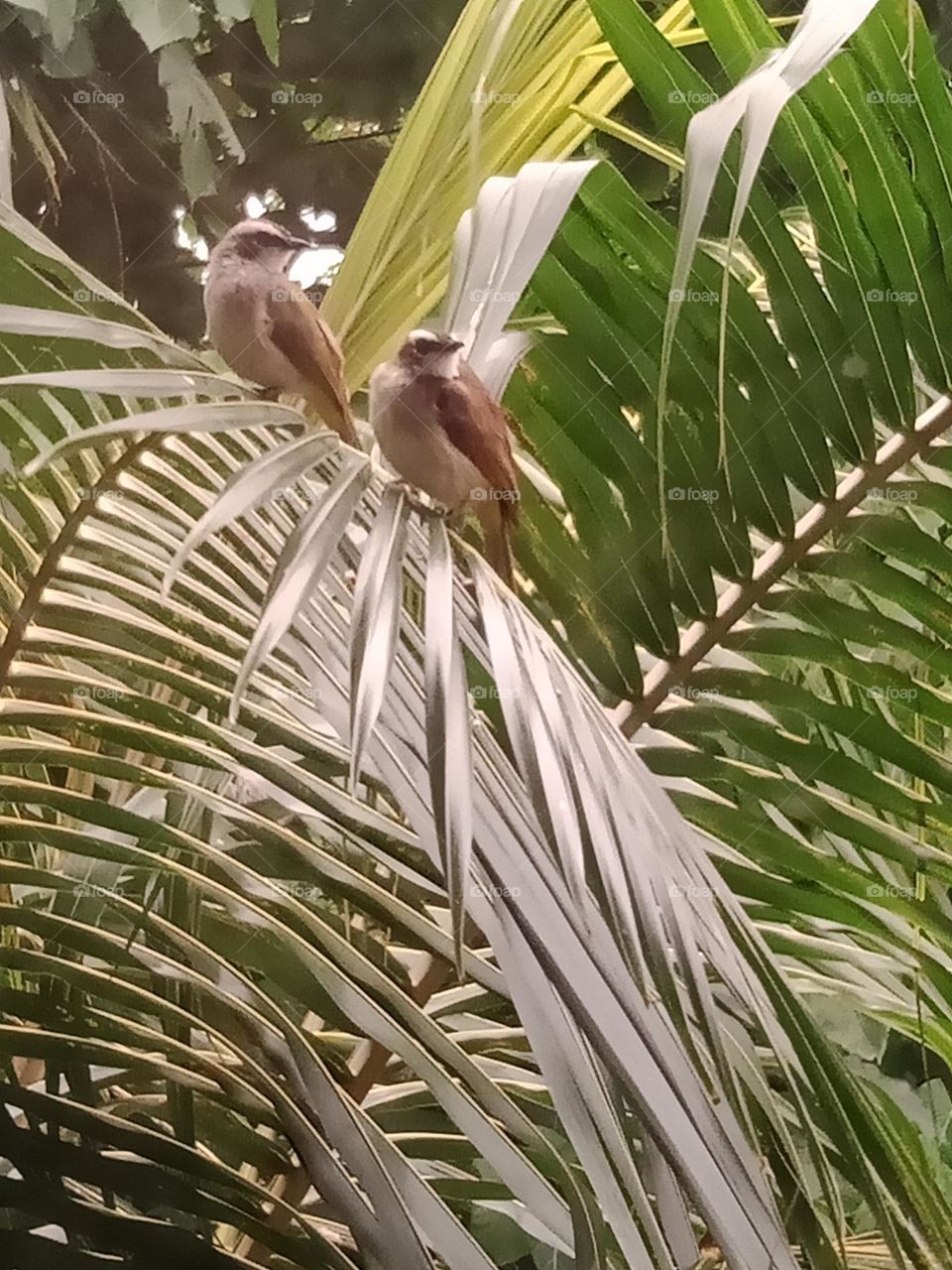 Birds benefit in every possible way from trees making their shelter & nest and more otherwise trees benifited also from air pollination, disperse seed, reduce insects, control weeds & fertilized soils.