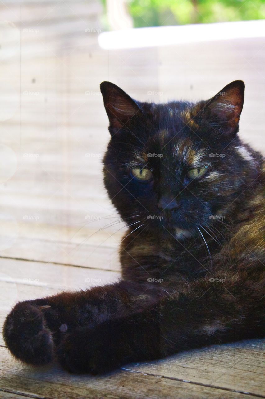 Medium shot of a tortoise shell cat laying on a white wooden surface, looking at the camera