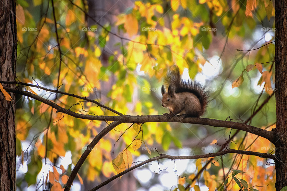 Flora and Fauna