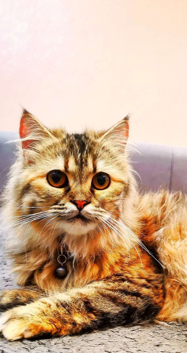 Cat. 