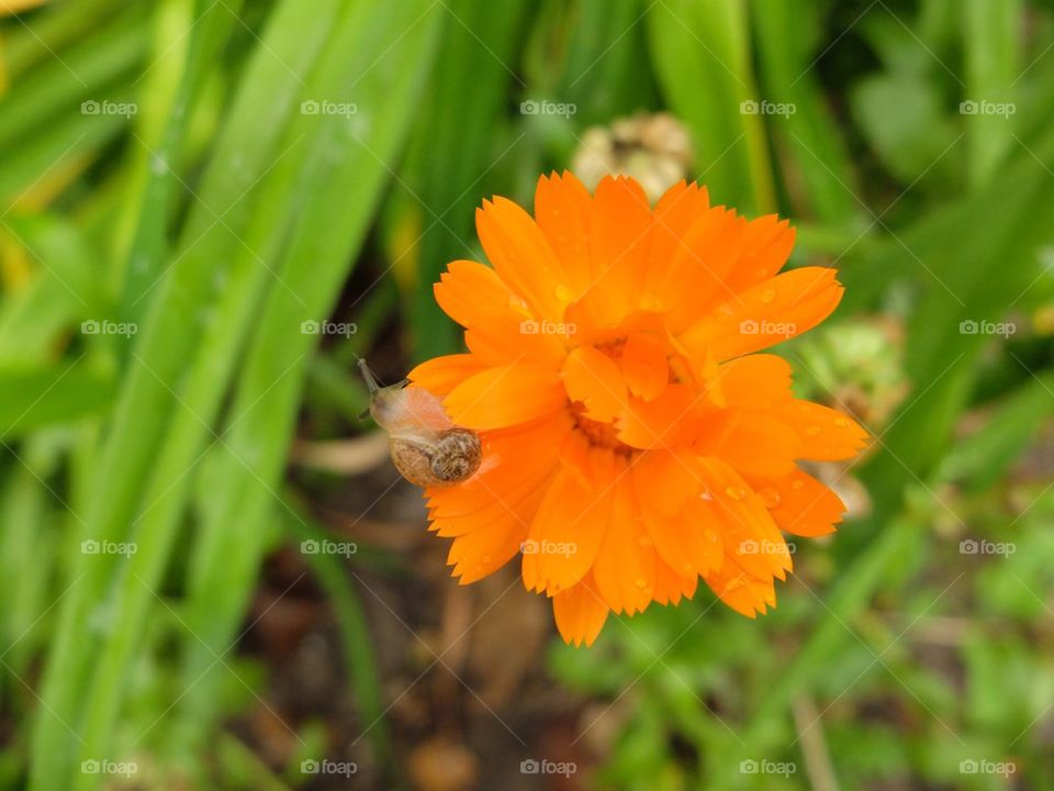 Snail on a yellow flower