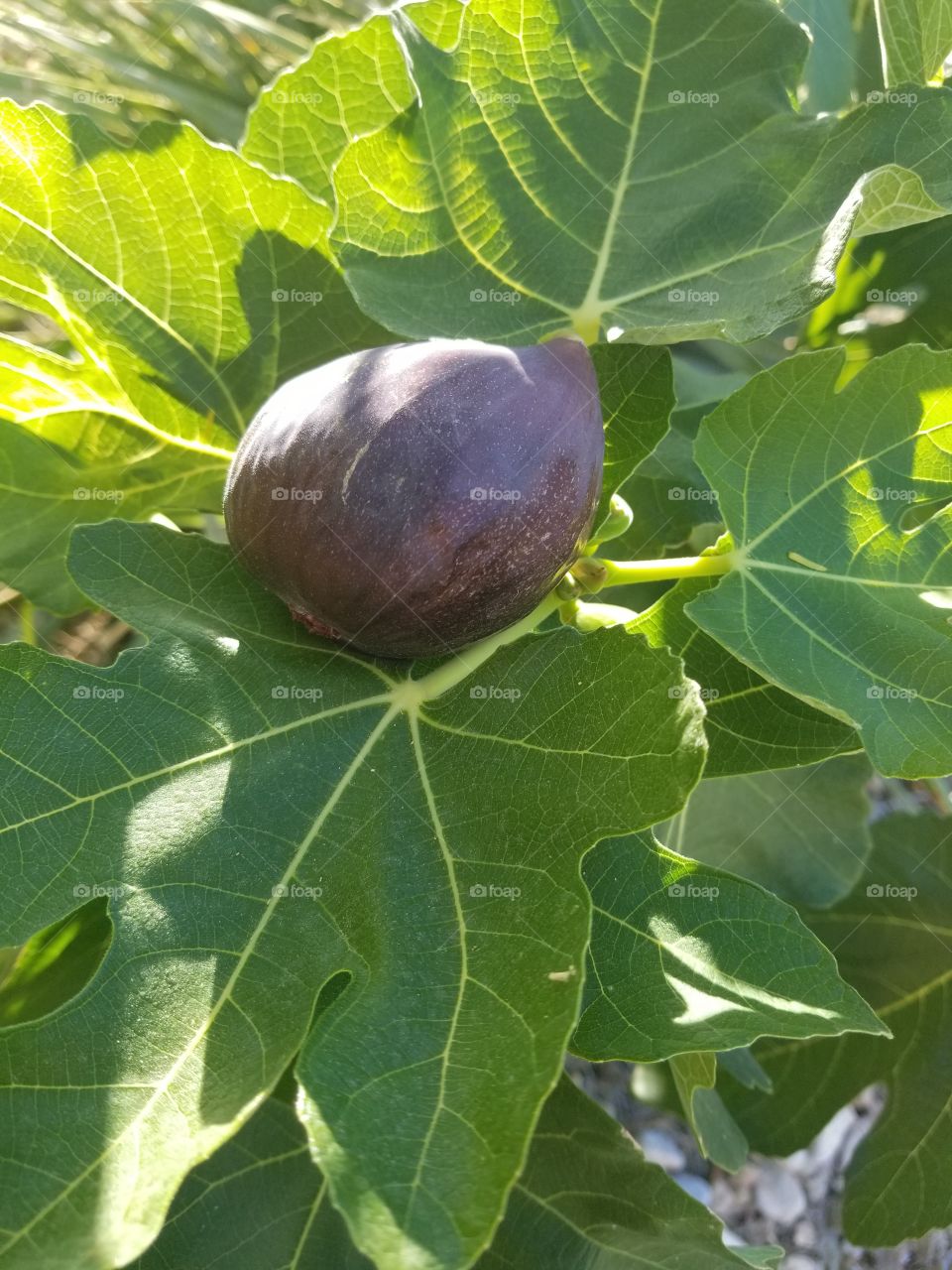 Fig tree in Las Vegas, Nevada, USA