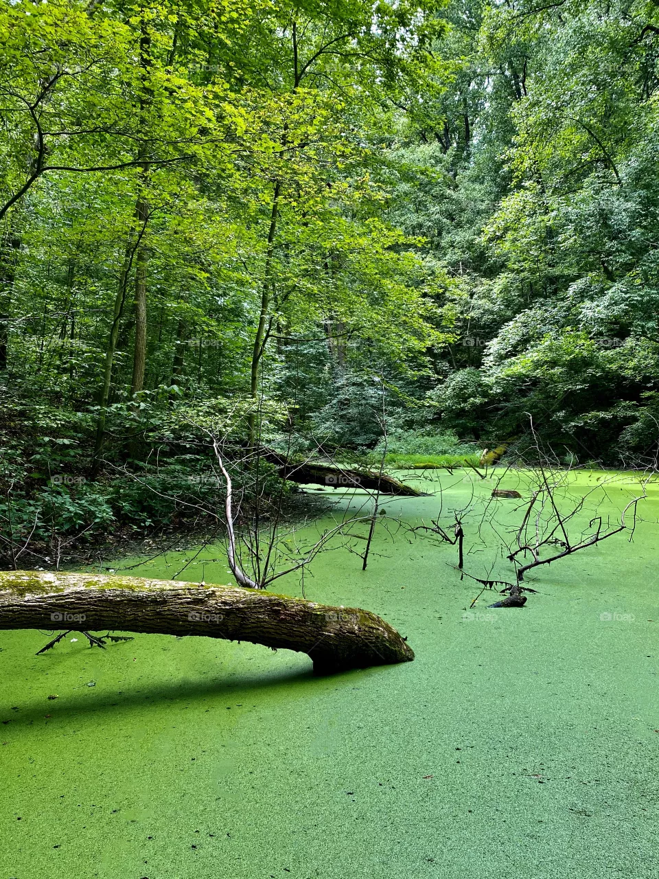 Green paradise 