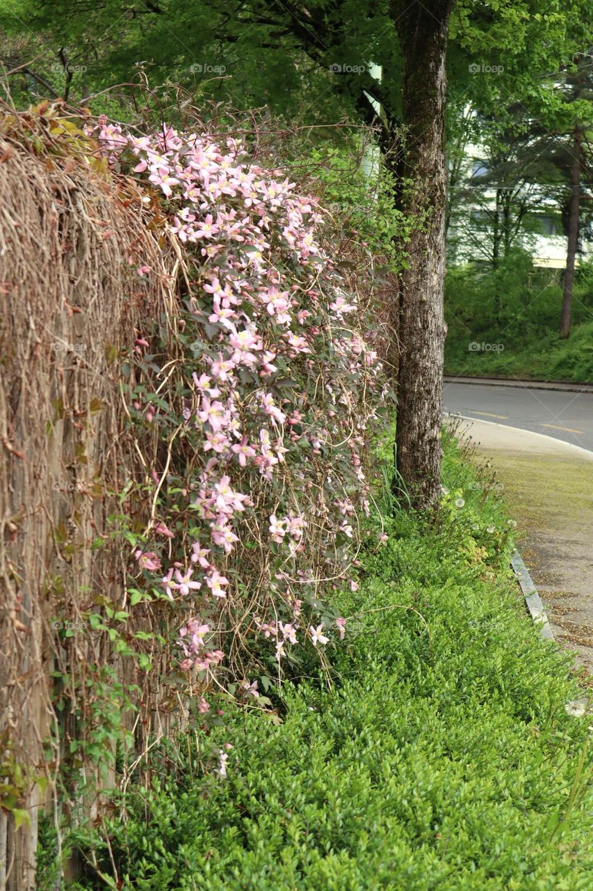 Flowers in spring