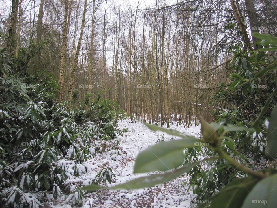 Woodland Snow