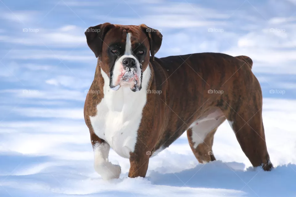 Snow dog 