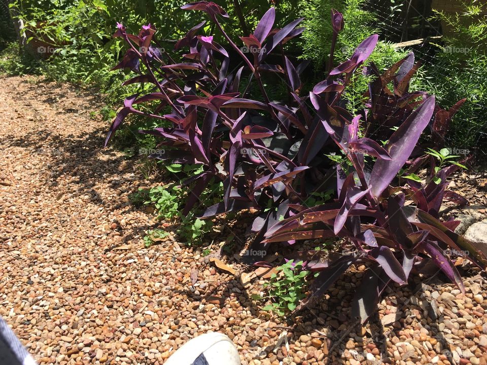Purple Queen plants aka Wandering Jew plants. 