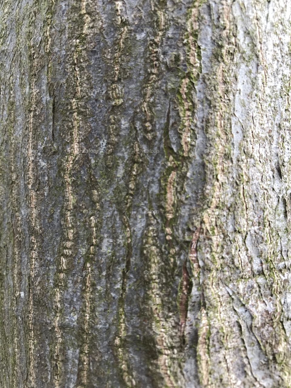 Tree bark